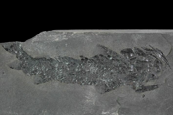 Devonian Lobed-Fin Fish (Osteolepis) pos/neg - Scotland #98051
